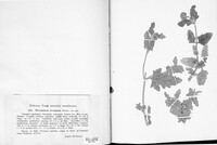 Microsphaera ferruginea image